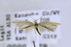  ( - CNCLEP00000278)  @12 [ ] CreativeCommons - Attribution Non-Commercial Share-Alike (2018) Jean-Fran&ccedil;ois Landry Canadian National Collection