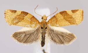  ( - CNCLEP00029406)  @14 [ ] CreativeCommons - Attribution Non-Commercial Share-Alike (2007) Jean-Francois Landry Canadian National Collection