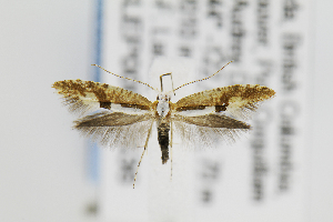  (Argyresthia pruniella - CNCLEP00082536)  @14 [ ] CreativeCommons - Attribution Non-Commercial Share-Alike (2011) Jean-Francois Landry Canadian National Collection