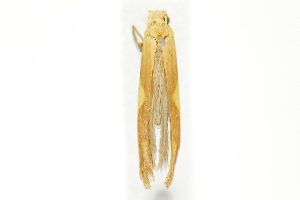  (Caloptilia packardella - CNCLEP00035818)  @15 [ ] CreativeCommons - Attribution Non-Commercial Share-Alike (2007) Jean-Francois Landry Canadian National Collection