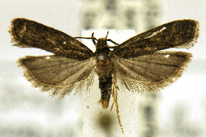  (Sceptea aequepulvella - CNCLEP00056098)  @14 [ ] CreativeCommons - Attribution Non-Commercial Share-Alike (2007) Jean-Francois Landry Canadian National Collection