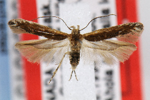  (Gnorimoschema petiolatum - MZH-LEP00000013)  @14 [ ] Copyright (2007) Jean-Francois Landry Canadian National Collection