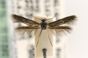  ( - CNCLEP00014236)  @11 [ ] CreativeCommons - Attribution Non-Commercial Share-Alike (2016) Jean-Francois Landry Canadian National Collection