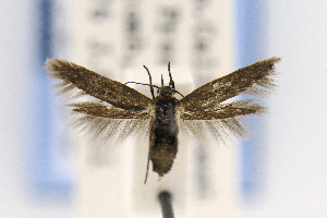  (Rhamphura sp - EMEC1149333)  @11 [ ] Copyright (2016) Jean-Francois Landry Canadian National Collection