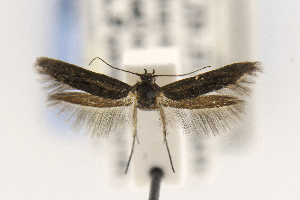  ( - EMEC1149447)  @11 [ ] Copyright (2016) Jean-Francois Landry Canadian National Collection