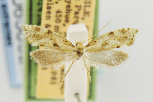  (Palaephatus nielseni - USNMENT00656527)  @11 [ ] Copyright (2011) Jean-Francois Landry Canadian National Collection