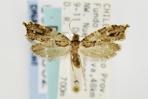  (Palaephatus leucacrotus - USNMENT00656532)  @11 [ ] Copyright (2011) Jean-Francois Landry Canadian National Collection