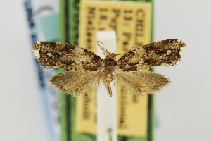  (Palaephatus leucacrotus - USNMENT00656533)  @11 [ ] Copyright (2011) Jean-Francois Landry Canadian National Collection