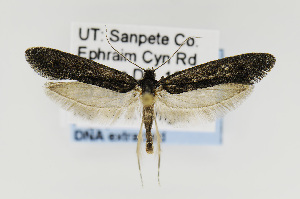  (Elatobia montelliella - USNMENT00656787)  @15 [ ] Copyright (2011) Jean-Francois Landry Canadian National Collection