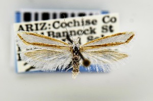  (Ypsolopha cockerella - USNMENT00656898)  @13 [ ] Copyright (2011) Jean-Francois Landry Canadian National Collection