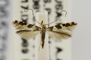  (Telamoptilia hibiscivora - USNMENT00657239)  @14 [ ] Copyright (2011) Jean-Francois Landry Canadian National Collection