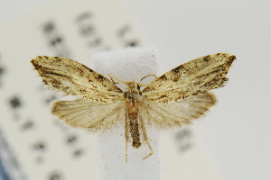  (Palaephatus amplisaccus - USNMENT00657340)  @11 [ ] Copyright (2011) Jean-Francois Landry Canadian National Collection