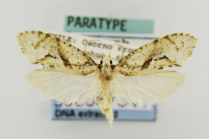  (Palaephatus pallidus - USNMENT00657341)  @11 [ ] Copyright (2011) Jean-Francois Landry Canadian National Collection