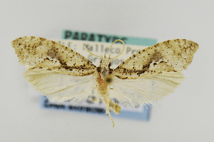  (Palaephatus pallidus - USNMENT00657348)  @11 [ ] Copyright (2011) Jean-Francois Landry Canadian National Collection