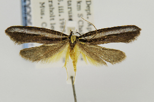  (Tinea caerula - USNMENT00657415)  @11 [ ] Copyright (2011) Jean-Francois Landry Canadian National Collection