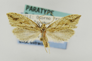  (Palaephatus striatus - USNMENT00657426)  @11 [ ] Copyright (2011) Jean-Francois Landry Canadian National Collection