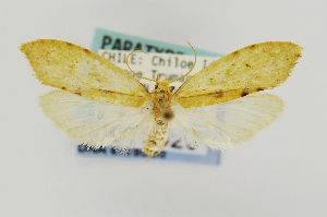  (Palaephatus luteolus - USNMENT00657529)  @11 [ ] Copyright (2011) Jean-Francois Landry Canadian National Collection