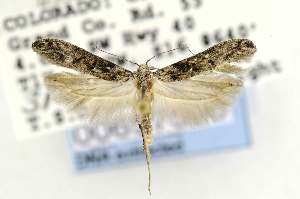  (Gnorimoschema dudiella - USNMENT00657596)  @14 [ ] Copyright (2011) Jean-Francois Landry Canadian National Collection