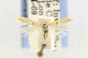  ( - EMEC331001)  @11 [ ] Copyright (2012) Unspecified Essig Museum of Entomology