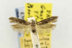  (Gnorimoschema stigmaticum - EMEC331025)  @11 [ ] Copyright (2012) Unspecified Essig Museum of Entomology