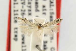  (Tuta isolata - EMEC80293)  @11 [ ] Copyright (2012) Unspecified Essig Museum of Entomology
