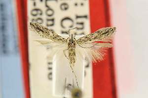 (Tuta totalis - EMEC80295)  @11 [ ] Copyright (2012) Unspecified Essig Museum of Entomology