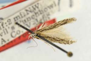  (Nevadopalpa striata - EMEC82305)  @11 [ ] Copyright (2012) Unspecified Essig Museum of Entomology