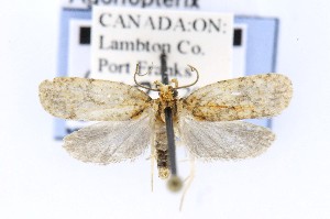  ( - CNCLEP00121683)  @14 [ ] CreativeCommons - Attribution Non-Commercial Share-Alike (2015) Jean-Francois Landry Canadian National Collection of Insects, Arachnids and Nematodes