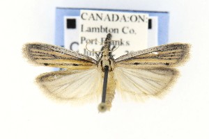  ( - CNCLEP00121782)  @14 [ ] CreativeCommons - Attribution Non-Commercial Share-Alike (2015) Jean-Francois Landry Canadian National Collection of Insects, Arachnids and Nematodes