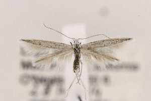  (Coleophora JFL326 - CNCLEP00122976)  @13 [ ] CreativeCommons - Attribution Non-Commercial Share-Alike (2015) Jean-Francois Landry Canadian National Collection of Insects