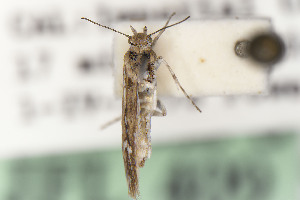  (Areniscythris JFL104 - CNCLEP00015530)  @11 [ ] Unspecified (default): All Rights Reserved (2025) Jean-Francois Landry Canadian National Collection