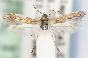  ( - CNCLEP00015531)  @11 [ ] Unspecified (default): All Rights Reserved (2025) Jean-Francois Landry Canadian National Collection