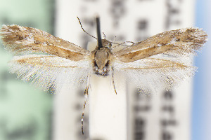  ( - CNCLEP00015532)  @11 [ ] Unspecified (default): All Rights Reserved (2025) Jean-Francois Landry Canadian National Collection