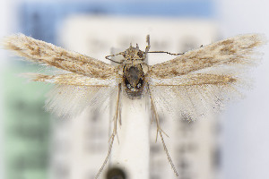  ( - CNCLEP00015538)  @11 [ ] Unspecified (default): All Rights Reserved (2025) Jean-Francois Landry Canadian National Collection