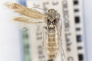  (Areniscythris JFL188 - CNCLEP00015540)  @11 [ ] Unspecified (default): All Rights Reserved (2025) Jean-Francois Landry Canadian National Collection