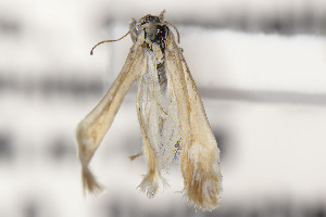  ( - CNCLEP00015542)  @11 [ ] Unspecified (default): All Rights Reserved (2025) Jean-Francois Landry Canadian National Collection