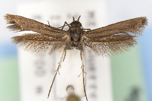  (Scythris JFL272 - CNCLEP00015551)  @11 [ ] Unspecified (default): All Rights Reserved (2025) Jean-Francois Landry Canadian National Collection