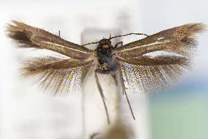  (Scythris JFL275 - CNCLEP00015552)  @11 [ ] Unspecified (default): All Rights Reserved (2025) Jean-Francois Landry Canadian National Collection