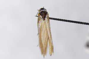  (Scythris JFL211 - CNCLEP00015589)  @11 [ ] Unspecified (default): All Rights Reserved (2025) Jean-Francois Landry Canadian National Collection