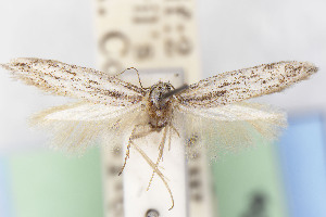  (Scythris JFL203 - CNCLEP00015607)  @11 [ ] Unspecified (default): All Rights Reserved (2025) Jean-Francois Landry Canadian National Collection