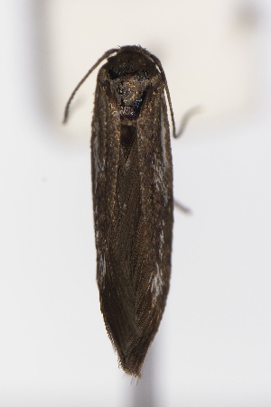  (Scythris JFL268 - CNCLEP00015608)  @11 [ ] Unspecified (default): All Rights Reserved (2025) Jean-Francois Landry Canadian National Collection