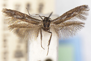  (Scythris JFL266 - CNCLEP00015609)  @11 [ ] Unspecified (default): All Rights Reserved (2025) Jean-Francois Landry Canadian National Collection