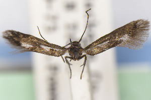  (Scythris JFL239 - CNCLEP00015610)  @11 [ ] Unspecified (default): All Rights Reserved (2025) Jean-Francois Landry Canadian National Collection