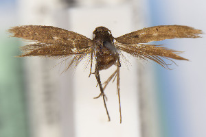  ( - CNCLEP00015635)  @11 [ ] Unspecified (default): All Rights Reserved (2021) Jean-Francois Landry Canadian National Collection