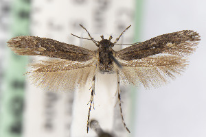  ( - CNCLEP00015636)  @11 [ ] Unspecified (default): All Rights Reserved (2021) Jean-Francois Landry Canadian National Collection