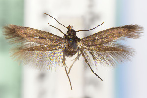  ( - CNCLEP00015639)  @11 [ ] Unspecified (default): All Rights Reserved (2021) Jean-Francois Landry Canadian National Collection