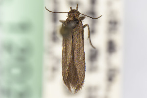  ( - CNCLEP00015640)  @11 [ ] Unspecified (default): All Rights Reserved (2021) Jean-Francois Landry Canadian National Collection