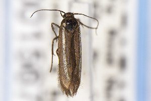  ( - CNCLEP00015673)  @11 [ ] Unspecified (default): All Rights Reserved (2025) Jean-Francois Landry Canadian National Collection