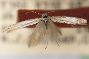  (Scythris JFL237 - CNCLEP00015683)  @11 [ ] Unspecified (default): All Rights Reserved (2025) Jean-Francois Landry Canadian National Collection