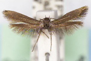  ( - CNCLEP00015687)  @11 [ ] Unspecified (default): All Rights Reserved (2025) Jean-Francois Landry Canadian National Collection